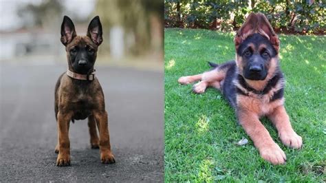 Belgian Malinois vs German Shepherd | Complete Comparison