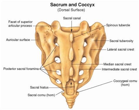 Ultrasound-Guided Injection Technique for Coccydynia | Anesthesia Key