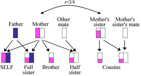 Haplodiploid pedigree. Coloring shows the relationships | Open-i