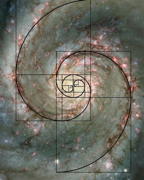 The Common Occurrence of the Fibonacci Sequence in Nature | Clayton De Haan