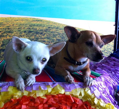 beverly hills chihuahua 3 | Beverly hills chihuahua, Chihuahua love ...