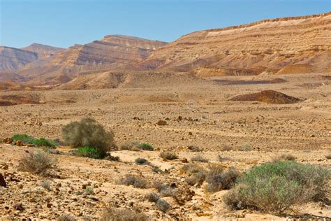 102 Desert Wadi Negev Spring Israel Stock Photos - Free & Royalty-Free Stock Photos from Dreamstime