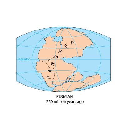 Pangea Fossils: Evidence of the Pangaea Supercontinent - Earth How