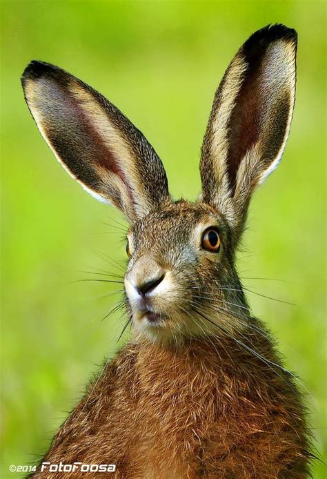 This young hare was very curious to find out what it was that I was ...