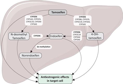 Role of CYP2D6 and other CYP enzymes in the metabolism of tamoxifen to ...