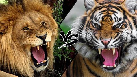 Lion vs Tiger [Who Would Win?] - YouTube