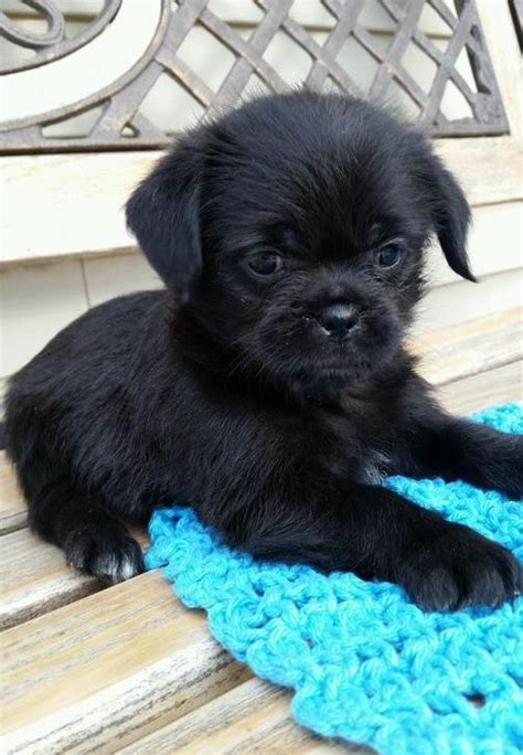 Pug and Rat Terrier | Pug mixed breeds, Puggle puppies for sale, Puggle ...