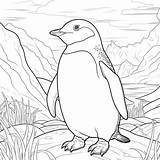 Premium Photo  A Cartoonish Adelie penguin coloring Page For Kids Low sketch template