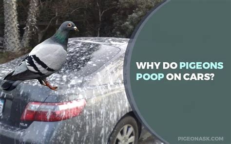 Why Do Pigeons Poop On Cars? - Pigeon Ask