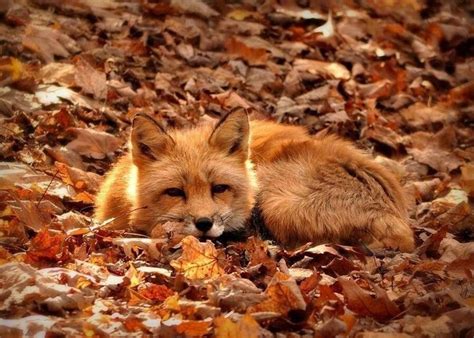 Everything Fox - Autumn fox 😁 Taken from /r/foxes | Animals, Autumn aesthetic, Animals beautiful