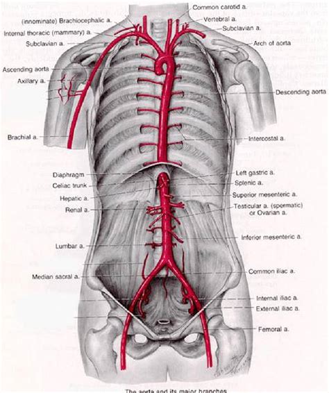 Abdominal Anatomy Picture - MCQs:Anatomy ( Abdomen ) ~ Medicine Time ...