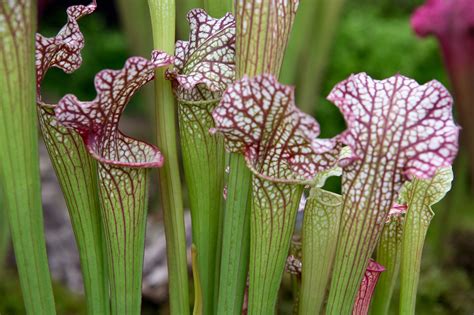 10 Tips For Growing Carnivorous Plants - TrendRadars