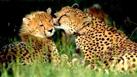 Endangered Animals In The African Savanna - Danger Choices