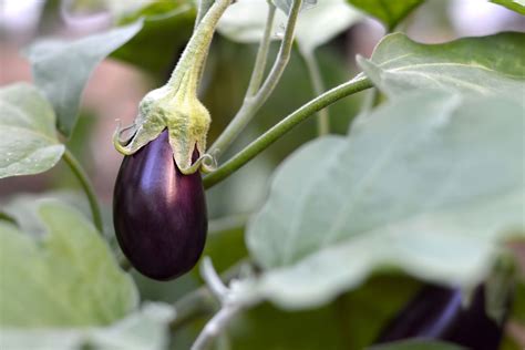 Where To Plant Eggplant – How To Grow Eggplants In Gardens