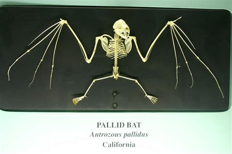 Pallid Bat | Antrozous pallidus Visit my blog at: ideonexus.… | Ryan ...