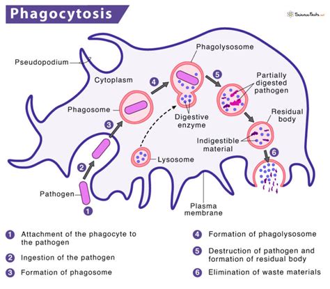 Phagocytosis – Process with Definition, Steps & Examples