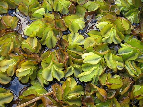 Giant salvinia: A Sleeping Monster - UF/IFAS Center for Aquatic and Invasive Plants