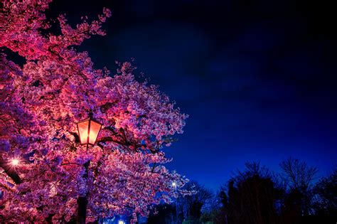 wallpaper sakura, flowers, lantern, blooms, evening, spring HD : Widescreen : High Definition ...