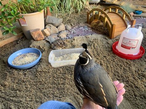 Quail Habitat in 2023 | Quail, Quail coop, Hobby farms