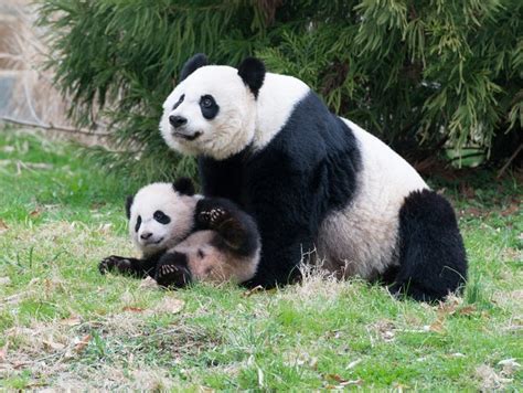 Where to find giant pandas in the USA