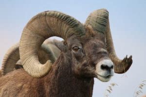 10 Bighorn sheep hunting tips [know before you go!] | N1 Outdoors