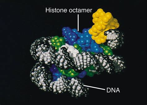 Histone Protein Structure