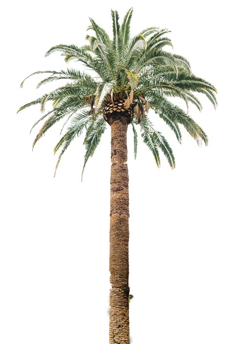 Palm Tree Tall Free PNG in .PNG Format - TemplatePocket