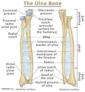 Cúbito: Definición, Ubicación, Anatomía, Funciones, Diagrama | be settled