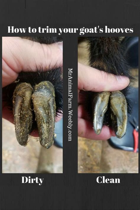 Hoof Trimming - How to Trim Your Goats Hooves | Mranimal Farm | Goat hoof trimming, Goat farming ...