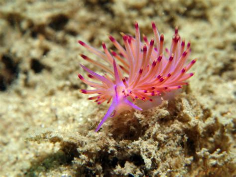 THE STING’S THE THING – Sea Slug Predators of Anemones and Hydroids | Nudibranch Domain