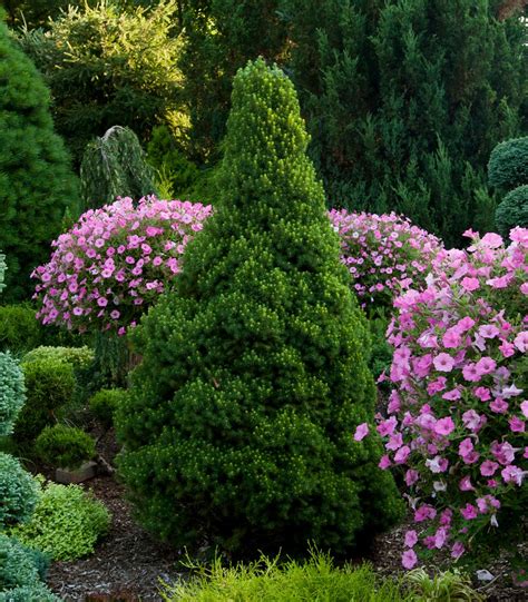 How to Diagnose and Revive Your Dwarf Alberta Spruce