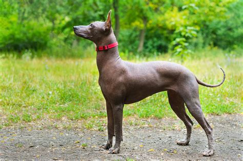 Are Xoloitzcuintli Aggressive