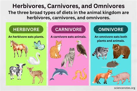 Herbivores, Carnivores, and Omnivores