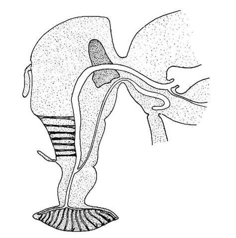 Biological drawings. Insects. Head of Housefly. Biology teaching resources by D G Mackean