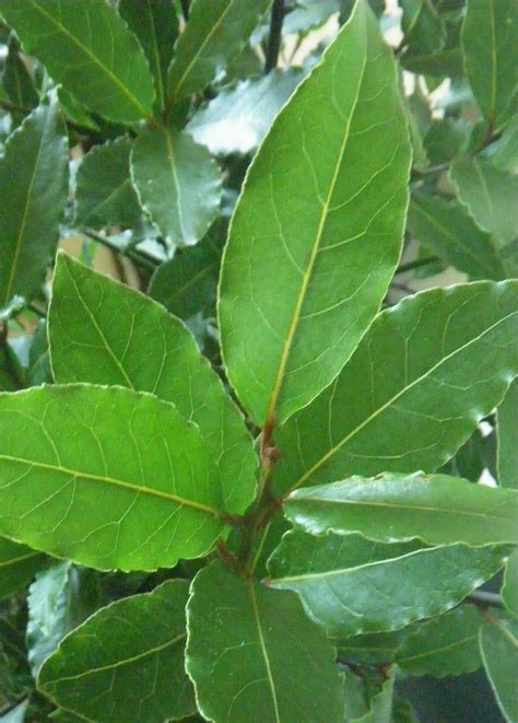 Scented Leaf: Bay Laurel, edible and medicinal tree