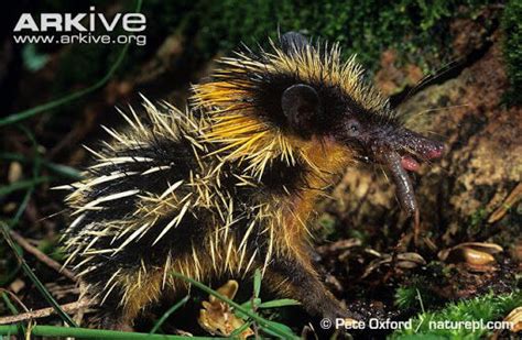 Lowland Streaked Tenrec | Animals Wiki | Fandom