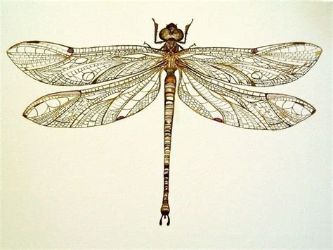 dragon fly anatomy - Yahoo Image Search Results | Dragonfly drawing ...