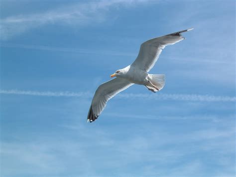 Free seagull flying Stock Photo - FreeImages.com