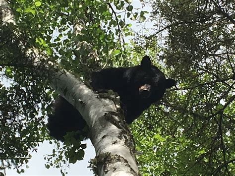 Maine Bear Hunting - Blackwater Outfitters