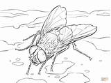 House Fly coloring Page  Free Printable Coloring Pages sketch template