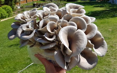 How To Grow Oyster Mushrooms - FreshCap Mushrooms