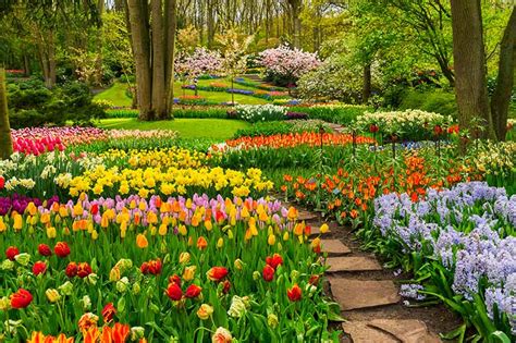 Daffodil Garden Plan | Fasci Garden