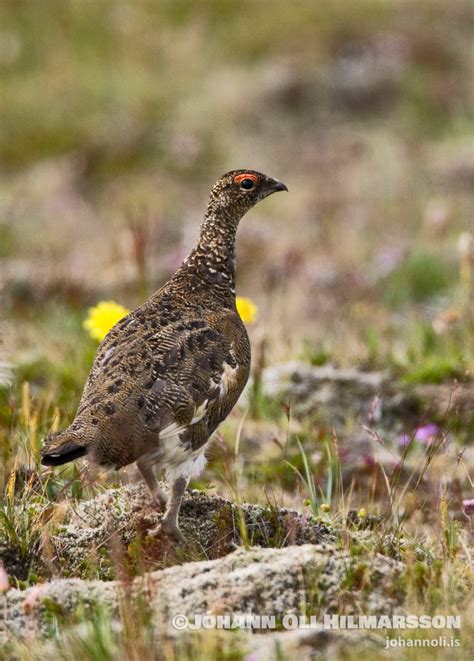 Rock Ptarmigan - Wildlife Iceland