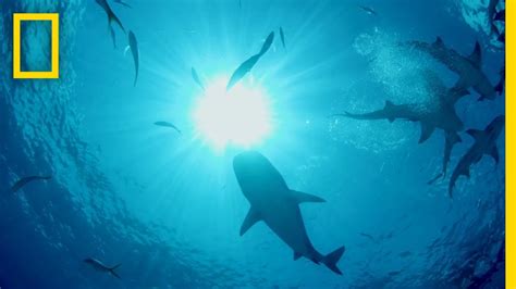 How Dolphins Evade Shark Attacks | Sharks vs. Dolphins: Blood Battle ctm magazine – CTM MAGAZINE