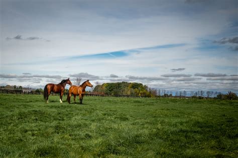 Wild Wind Farm Facilities - Wind Wind Farm