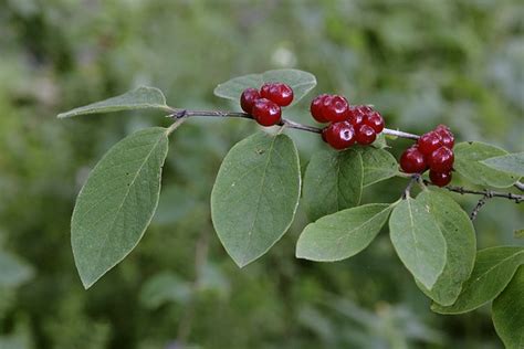 POISONOUS BERRIES – Fly honeysuckle | looduskalender.ee