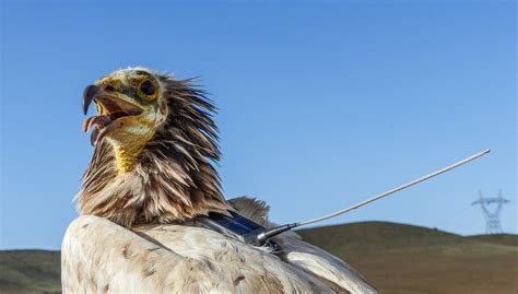 Poisoning Vultures Will Come Back to Bite Us - Cool Green Science