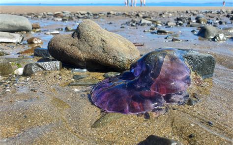 WHY DO JELLYFISH WASH UP ON THE BEACH?