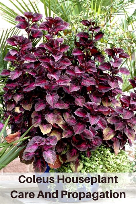 Coleus Plant Care And Propagation | Flowersandflowerthings