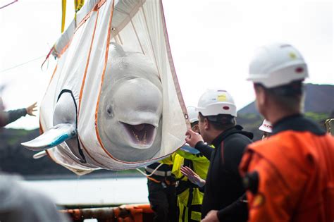 World Whale Day: beluga whales get a second chance through Swedish efforts – The Perfect World ...